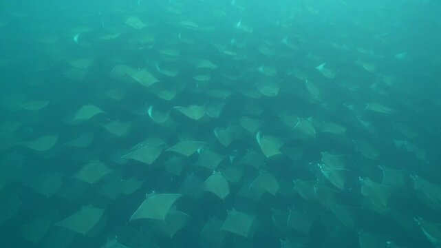 diving with mobula munkiana underwater in cortez sea baja california sur mexico la ventana bahia de los suenos