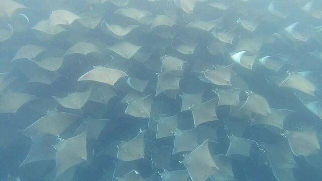 diving with mobula munkiana underwater in cortez sea baja california sur mexico la ventana bahia de los suenos