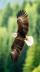 A majestic eagle soaring gracefully through the sky, showcasing its powerful wings and vibrant feathers against a blurred green background.