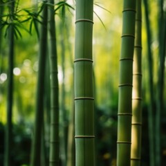 Fototapeta premium Lush Green Bamboo Stalks in a Serene Forest Setting