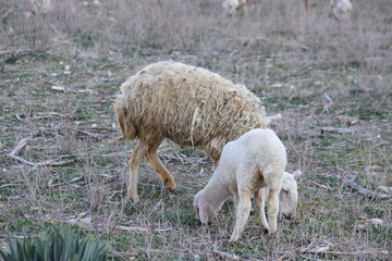 Newborn lambs grazing in the meadow