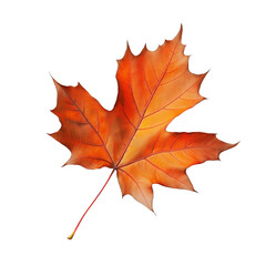 Obraz premium Fresh maple leaf with vibrant orange-red hues isolated on transparent white background
