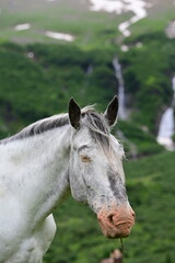 Obraz premium Portrait eines getupften Noriker Pferdes vor traumhafter Gebirgslandschaft