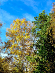 Autumn forest landscape in the early morning