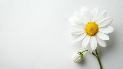 Obraz premium Decorative flower on table and white background with copy space