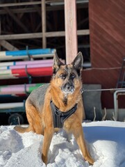 German shepard