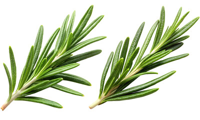 Rosemary leafs set, fresh rosemary isolated