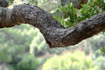 Low hanging tree branch showcases textured bark and lush greenery in the background during daylight hours Generative AI