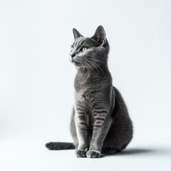 Obraz premium Grey cat sitting gracefully on a white background, showcasing its features and calm demeanor