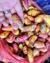 The cutest rainbow potatoes in Peru