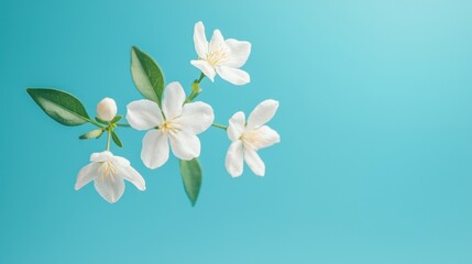 Obraz premium Delicate white blossoms with greenery against a serene blue background highlighting the beauty of nature and tranquility in floral arrangements and decor
