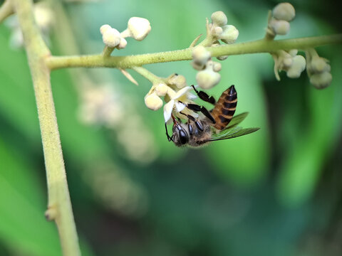 bee perched on longan flower, macro photography, edited, honey bee | shallow depth of field