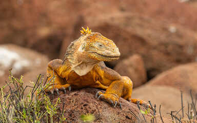 Drusenkopf (Conolophus subcristatus), Galapagos-Landleguan