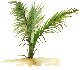 Watercolor palm tree illustration, botanical illustration. Hand painted exotic palm on transparent background