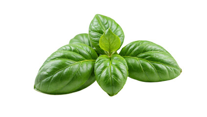 Fototapeta premium Basil Beauty: Captivating shot of fresh, vibrant basil leaves, showcasing the plant's natural elegance. perfect for culinary and botanical themes.