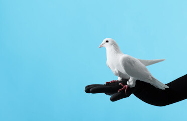 Woman with beautiful white dove on light blue background, closeup. Space for text