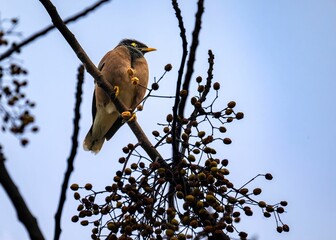 Myna bird on a branch with berries.