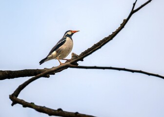 Bird perched on branch against blue sky.