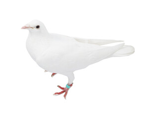 One dove on white background. Beautiful bird