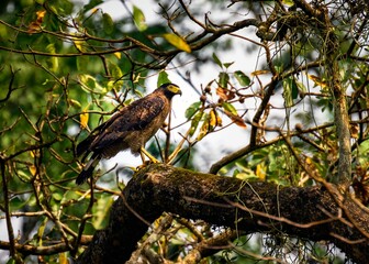 Crested serpent eagle on tree branch in forest.