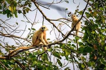 Langurs perched on tree branches.