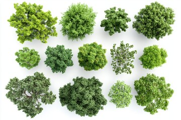 Aerial View of Diverse Green Trees on White Background Showcasing Lush Foliage and Natural Beauty for Landscaping Design and Environmental Projects