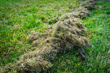 Dry grass after lawn cleaning and aeration. Lawn care after winter