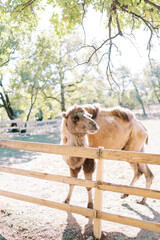 Camel peeks out from behind a fence in a sunny park while standing sideways