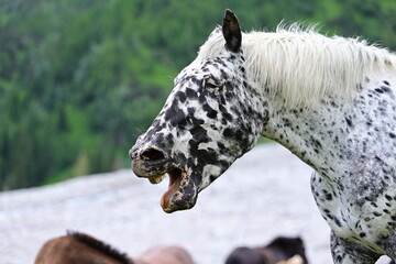 Pferdemimik. Gähnendes Pferd auf Weide mit Wasserfall im Hintergrund © Grubärin