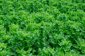 Green stem lettuce crops in garden