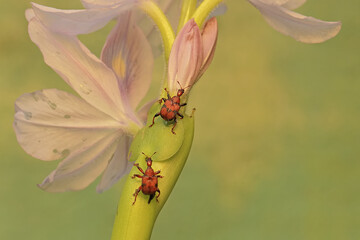 Two giraffe weevils are foraging on water hyacinth flowers. This insect has the scientific name Trachelophorus giraffa.