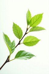 Naklejka premium A small branch is seen against a bright background, isolated, leaves, woodgrain