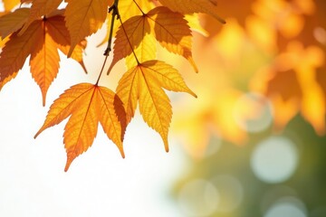 Fototapeta premium Delicate leaves fall from a tree branch isolated on white background, tree, autumn, foliage