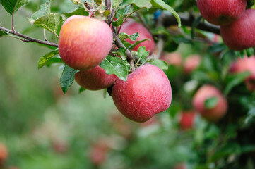 Red apples grow on tree in morning sunshine