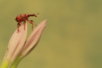 A giraffe weevil foraging on a water hyacinth flower. This insect has the scientific name Trachelophorus giraffa.