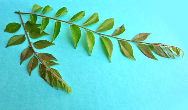 green leaves, curry leaves, Murraya koenigii, kadi patta, sweet neem 