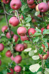 Red apples grow on tree in morning sunshine