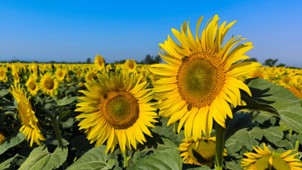 Fototapeta premium blooming sunflowers in the field with bees collecting pollen