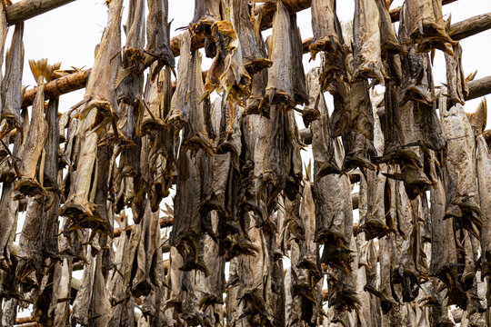 Stockfisch auf den Lofoten 4