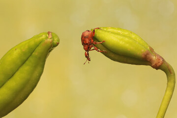 A giraffe weevil forages on a flame lily ovary. The insect has the scientific name Trachelophorus...