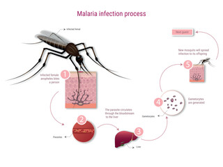 Malaria infection process explained with mosquito biting person