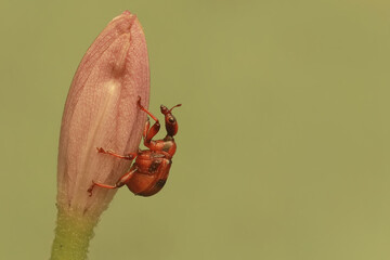 A giraffe weevil foraging on a water hyacinth flower. This insect has the scientific name...