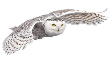 a snowy owl in flight, isolated on a white background