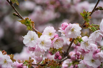 春の訪れを告げる桜