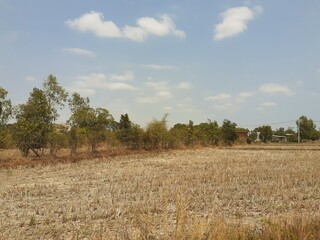 Drought in rural Thailand during summer