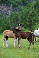 Obraz premium Fellpflege. Zwei schöne Noriker Fohlen bekabbern sich gegenseitig vor grandioser Bergkulisse