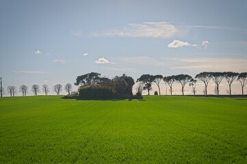 Typical Line of Trees at Sunset in Perugia Italy