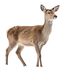 Fototapeta premium Red Deer Image: Wildlife Photo on transparent background