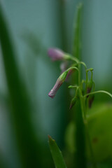 small purple bells closed in the rain