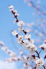cherry blossom against blue sky in spring